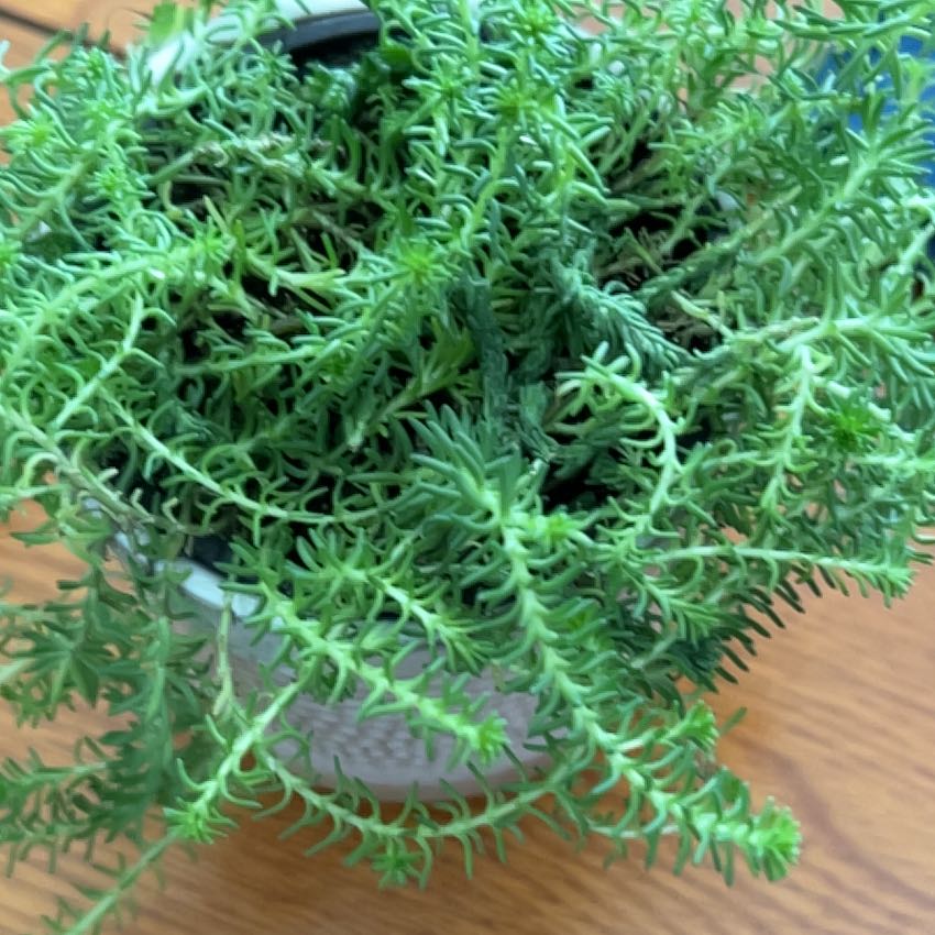 Photo of the plant species Tasteless Stonecrop by @ElatedThemiller named Cecilia on Greg, the plant care app