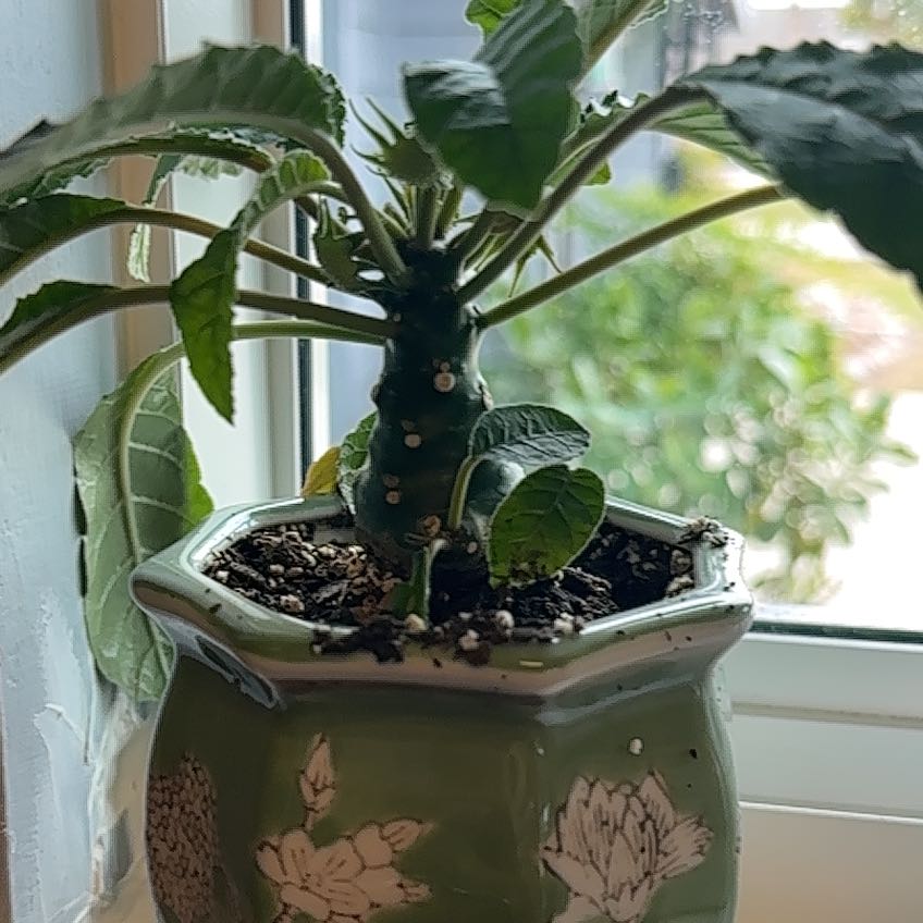 Photo of the plant species Dorstenia foetida ssp. lancifolia by @HeroAtlanticivy named Mollie on Greg, the plant care app