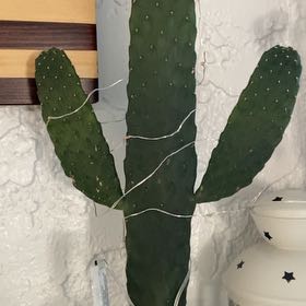 Photo of the plant species Marbled Maverick Cactus by @SightlyGollum named Aristotle on Greg, the plant care app