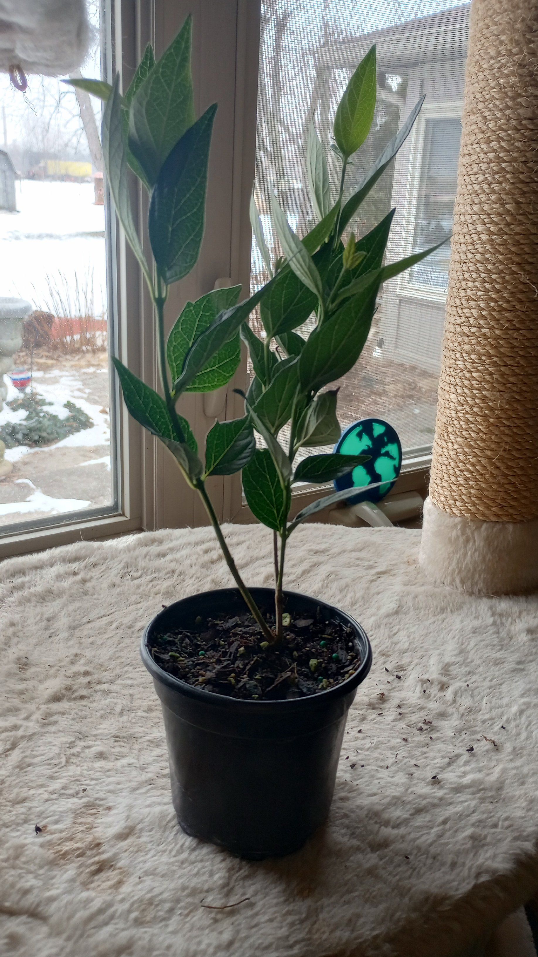 Photo of the plant species parijat plant by @ArdentMarshfern named Nyctanthes Arbor-tristis on Greg, the plant care app