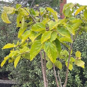 Photo of the plant species Fuyu Persimmon by @CalmYuzu86 named Duke on Greg, the plant care app