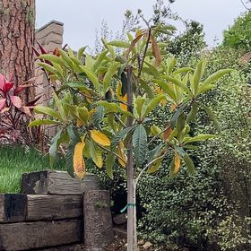 Photo of the plant species Loquat by @CalmYuzu86 named McKinley on Greg, the plant care app