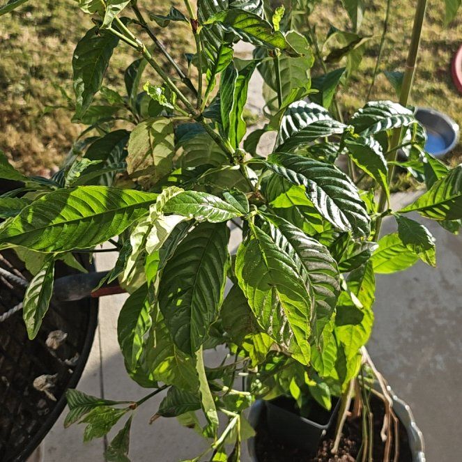 Photo of the plant species Chacruna by @ZingyLecanora named Surya on Greg, the plant care app