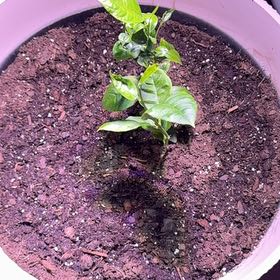 Photo of the plant species Lemon by @EnchantingAgboy named Duke on Greg, the plant care app
