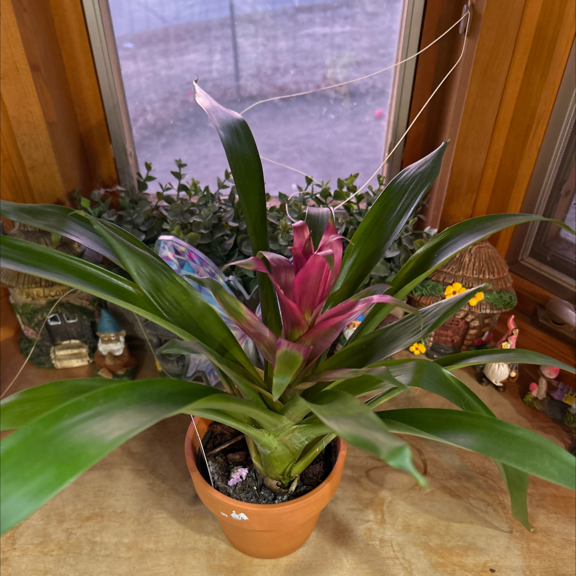Photo of the plant species Blooming bromeliad by @UnspoiledPecan named Sylvie on Greg, the plant care app