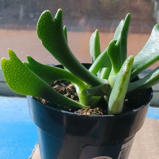 Photo of the plant species Elkhorn Plant by @cowboy6n8 named Xena on Greg, the plant care app