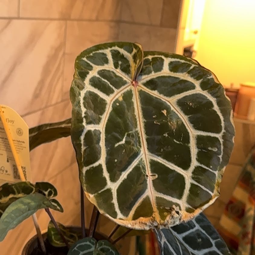 Photo of the plant species Doc Block by @Wieselal named Gomez on Greg, the plant care app