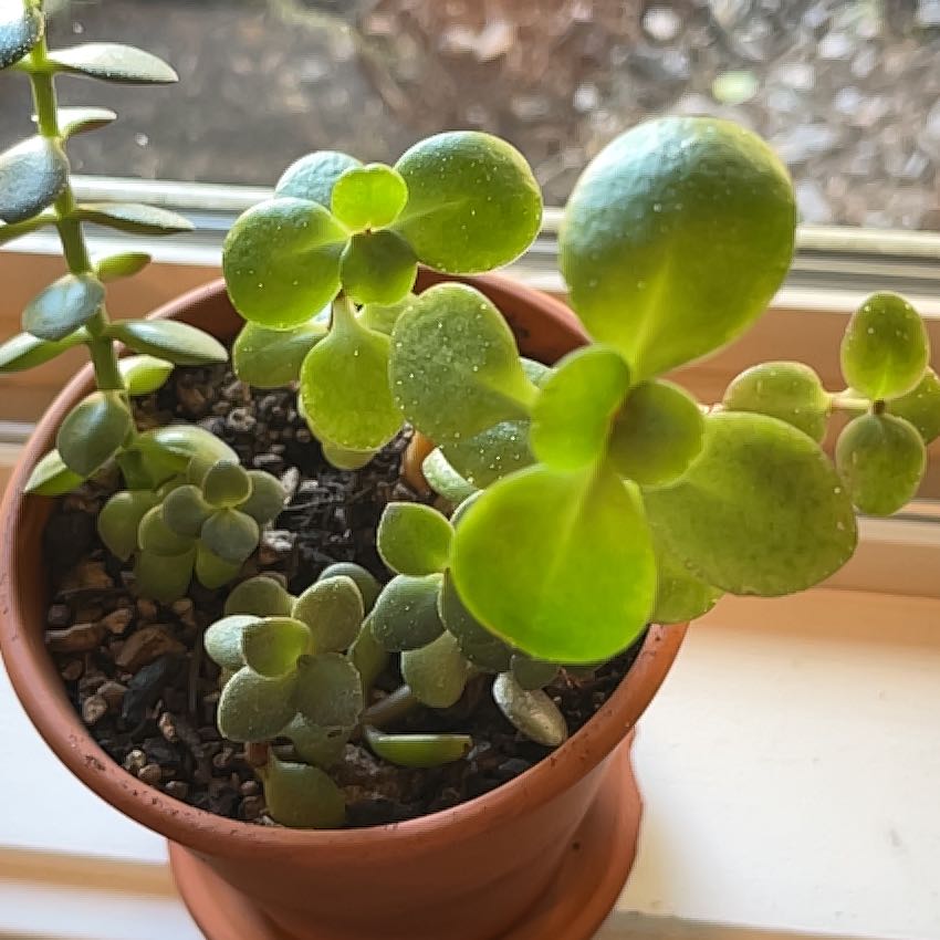 Photo of the plant species Kalanchoe blossfeldiana 'White' by @StalwartNoognug named Lola on Greg, the plant care app