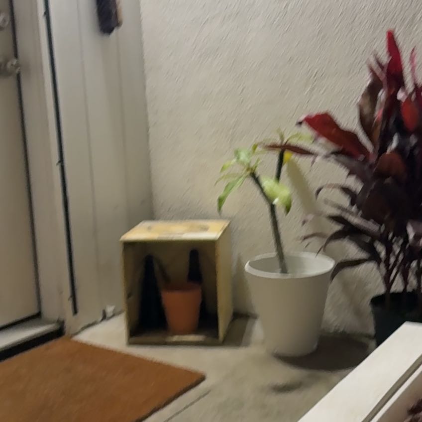 Photo of the plant species Plumeria 'Dwarf White' by @RadTitoki13 named Athena on Greg, the plant care app