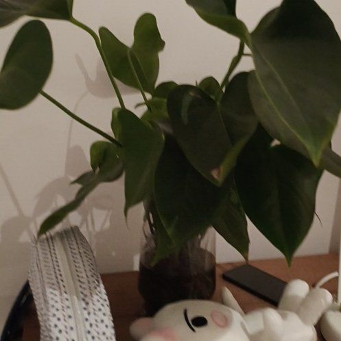 Photo of the plant species White Peace Lily by @CrispButterbush named Lillian on Greg, the plant care app