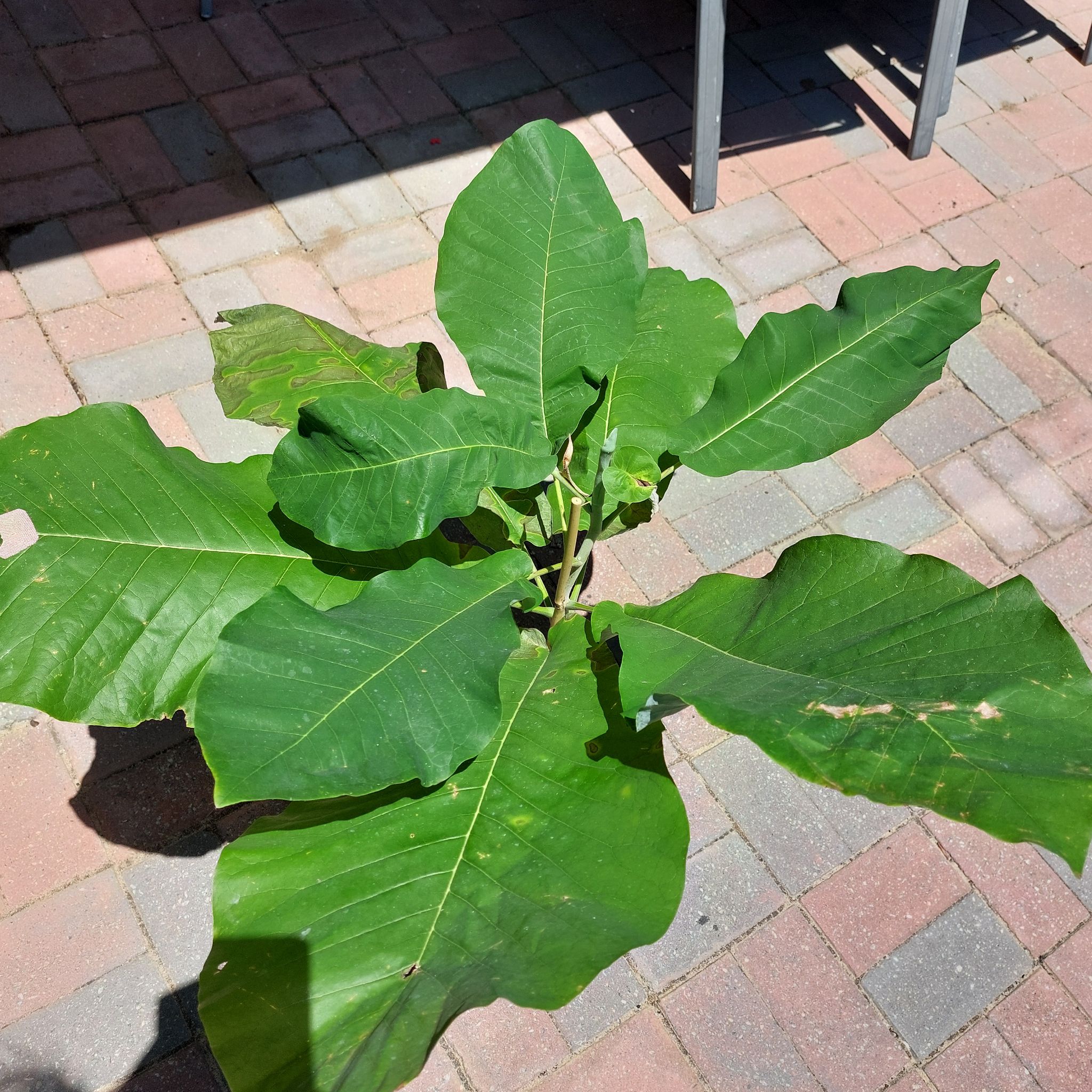 Photo of the plant species Big-Leaf Magnolia by @WhizDragonfruit named Mr Big on Greg, the plant care app