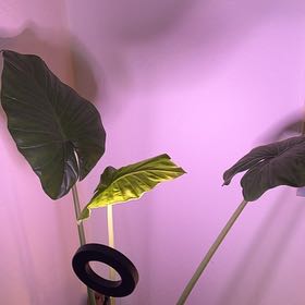 Photo of the plant species alocasia wentii silver splash by @NobleCurlyheads named Delilah on Greg, the plant care app