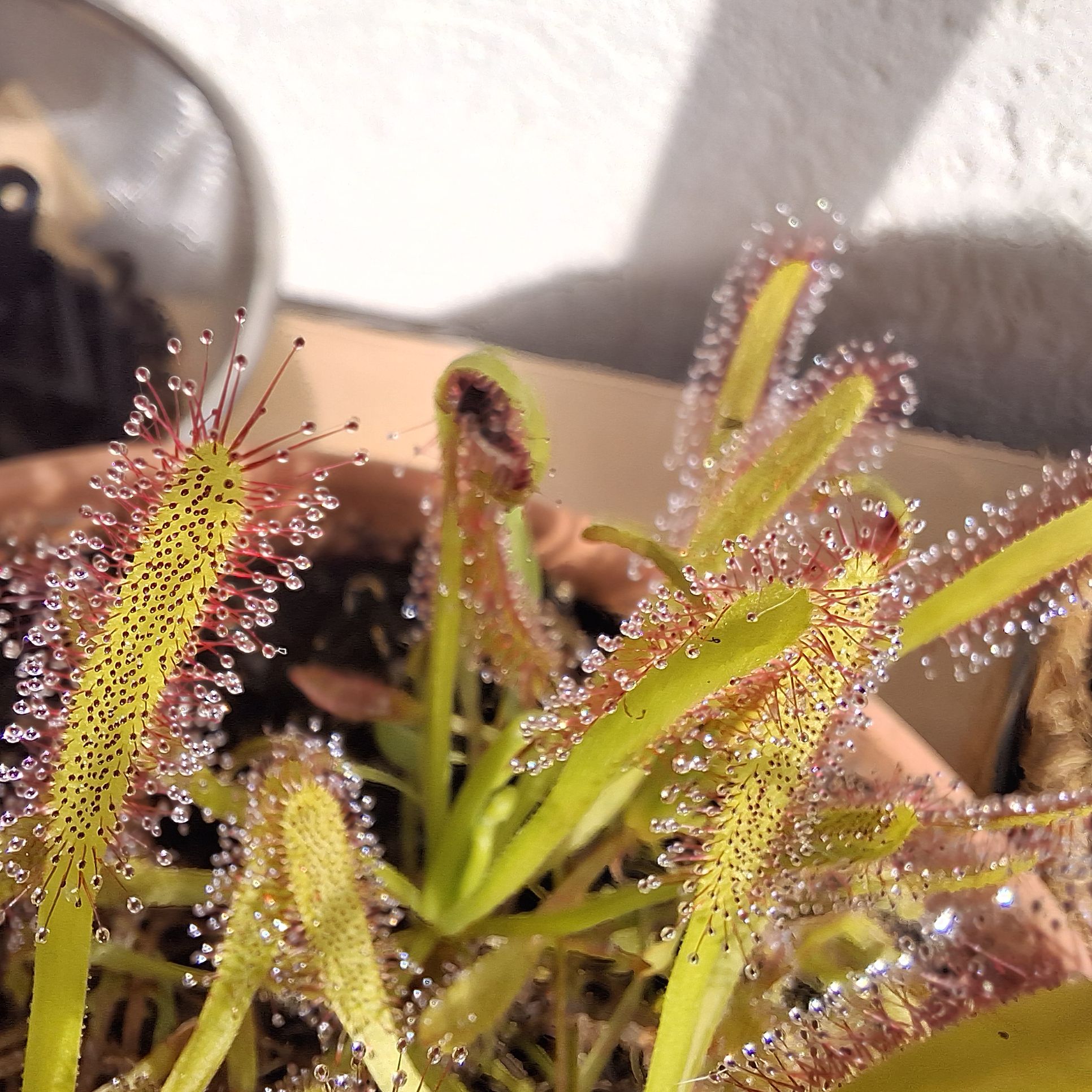 Photo of the plant species Venus Flytrap DCXL by @ComicMinidahlia named Drosera on Greg, the plant care app