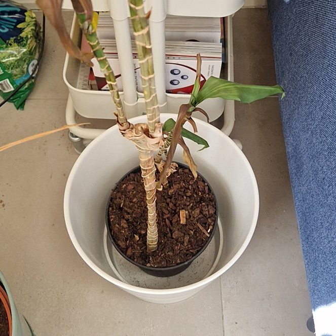 Photo of the plant species Draceana Dragon Tree by @IconChamomile named McKinley on Greg, the plant care app