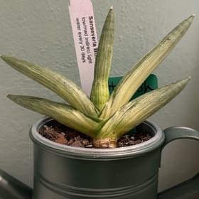 Photo of the plant species sanseveria starfish by @DaringLiliaceae named Huckleberry Fern on Greg, the plant care app
