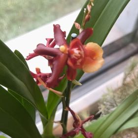 Photo of the plant species Sharry Baby Orchid by @WelsomeSunstar named Ruby on Greg, the plant care app