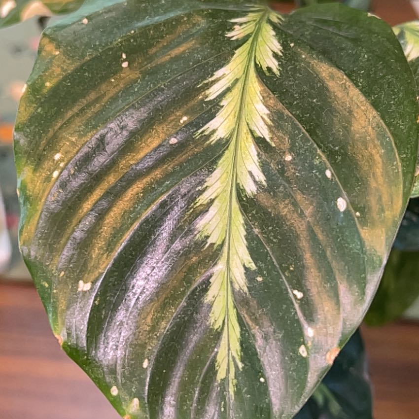 Photo of the plant species Calathea 'Misto' by @HoneyedMountain named Miso on Greg, the plant care app