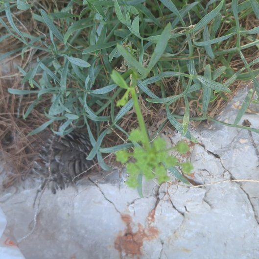 Photo of the plant species Slender Sowthistle by @FancySucc55 named Taylor Swift on Greg, the plant care app