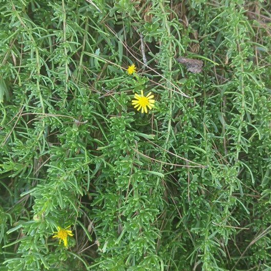 Photo of the plant species American Sneezeweed by @FancySucc55 named Sir Plancelot on Greg, the plant care app