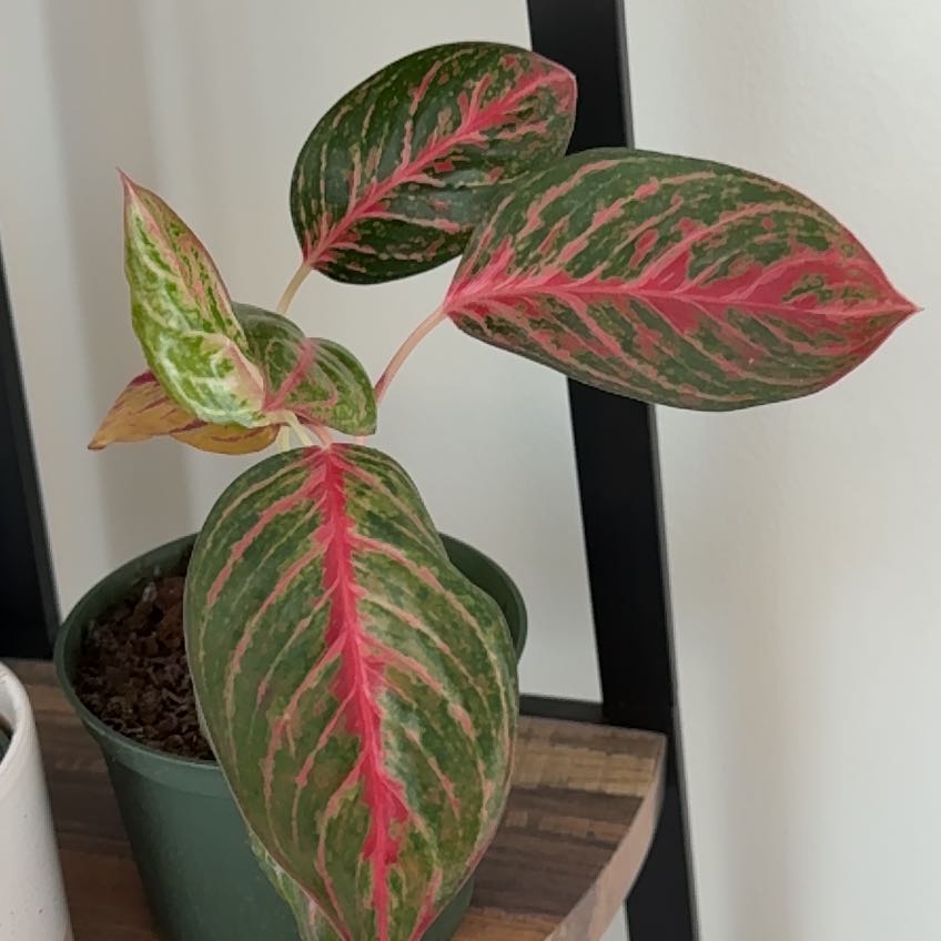 Photo of the plant species Aglaonema 'Red Emerald' by @LadyMayapple33 named Orwell on Greg, the plant care app