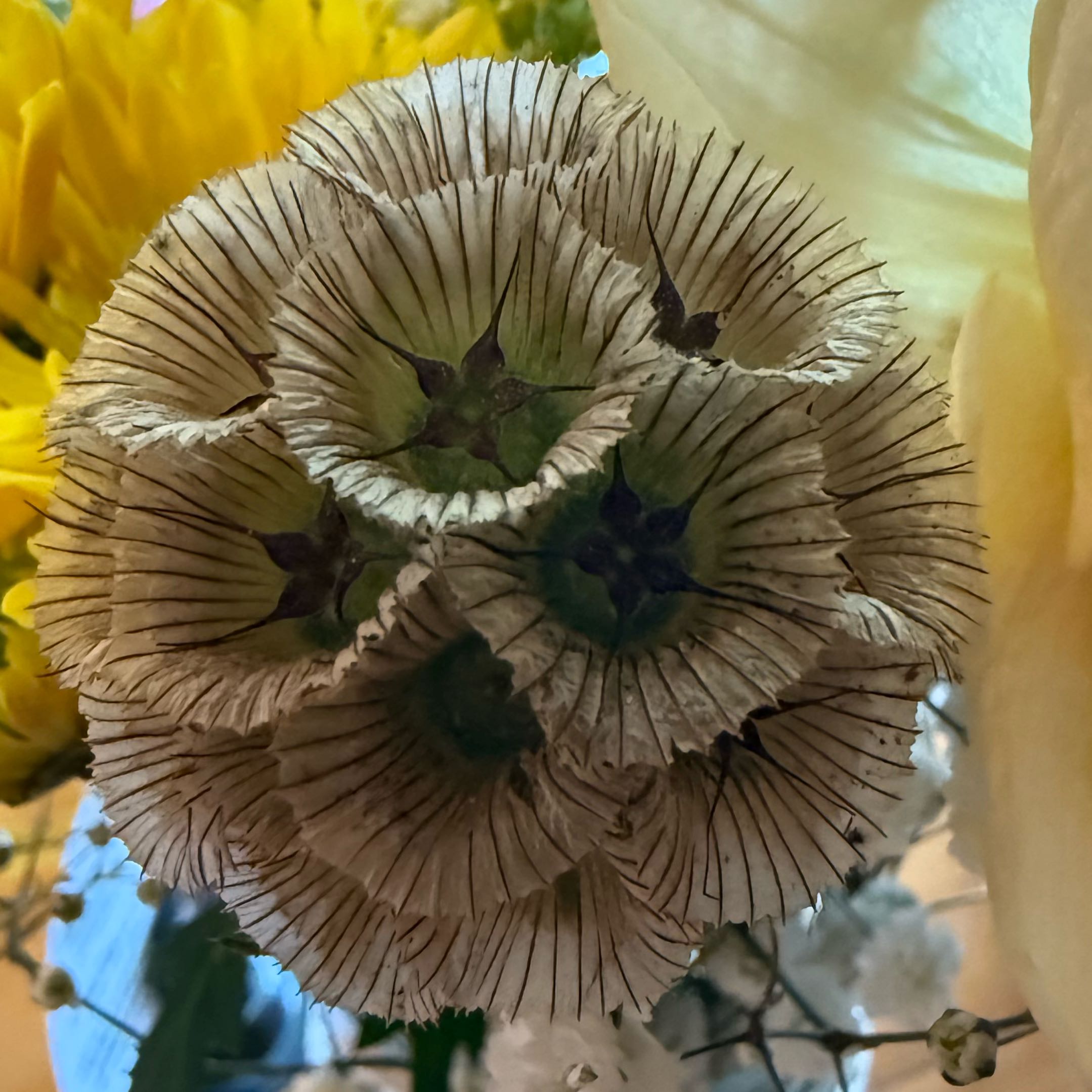 Photo of the plant species Starflower Pincushions by @CuteEmpresstree named Diana on Greg, the plant care app