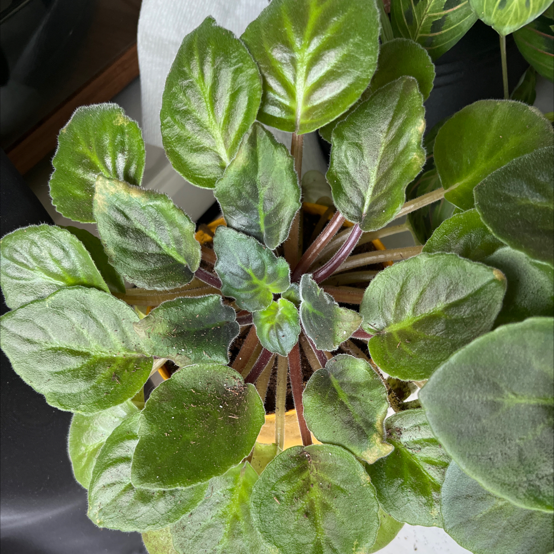 Kenyan Violet plant with dark green, fuzzy leaves in a rosette pattern.