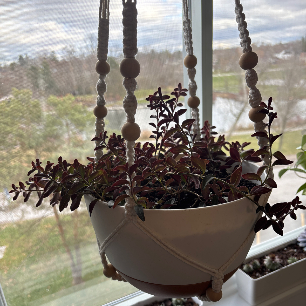 Photo of the plant species Black Goldfish Plant by @Okamigami named Cheep Cheep on Greg, the plant care app