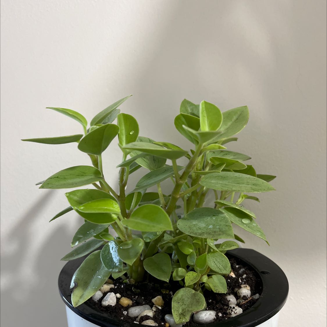Healthy Teardrop Peperomia plant in a white pot with visible soil.