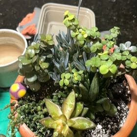 Plant care for Bahieae on Greg, the plant care app