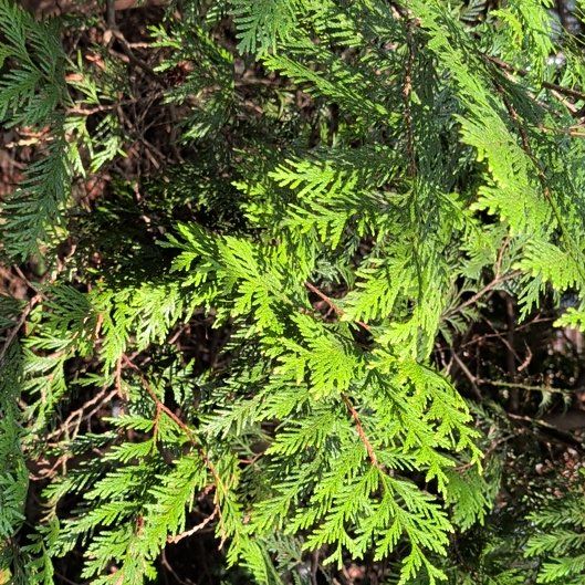 Photo of the plant species Western Red Cedar by @KindScholartree named Scarlett on Greg, the plant care app