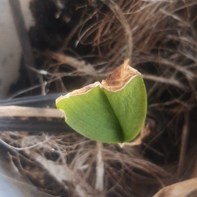 Photo of the plant species Brown Widelip Orchid by @ZippyMooncactus named Stella on Greg, the plant care app