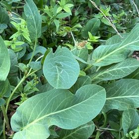 Photo of the plant species Yerba Mansa by @OodlesChards76 named Diana on Greg, the plant care app