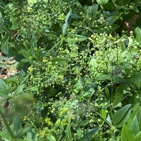 Photo of the plant species Rose Madder by @OodlesChards76 named Sage on Greg, the plant care app
