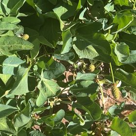 Photo of the plant species Yerba Mansa by @OodlesChards76 named Plato on Greg, the plant care app