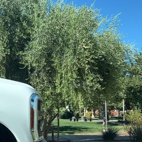 Photo of the plant species Indian Jujube by @OodlesChards76 named Emerson on Greg, the plant care app