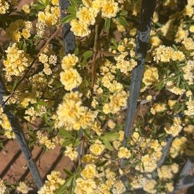 Photo of the plant species Chinese Barberry by @OodlesChards76 named Tolkien on Greg, the plant care app