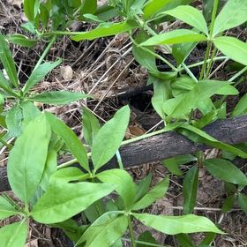 Photo of the plant species Rose Madder by @OodlesChards76 named Baesil on Greg, the plant care app