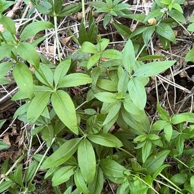Photo of the plant species Rose Madder by @OodlesChards76 named ChloroPhil on Greg, the plant care app