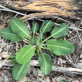 Photo of the plant species Yerba Mansa by @OodlesChards76 named Austen on Greg, the plant care app