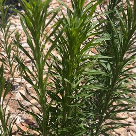 Photo of the plant species Argentine Fleabane by @OodlesChards76 named Luna on Greg, the plant care app