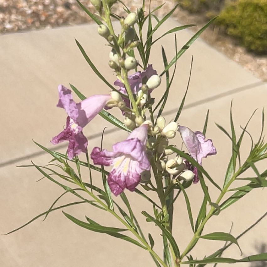 Photo of the plant species Desert Willow by @OodlesChards76 named Sproutacus on Greg, the plant care app