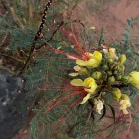 Photo of the plant species Bird-of-Paradise Shrub by @OodlesChards76 named Duke on Greg, the plant care app