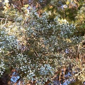 Photo of the plant species Rock Juniper by @OodlesChards76 named Mochi on Greg, the plant care app