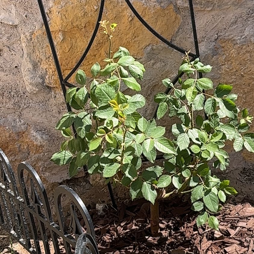 Photo of the plant species Red Climbing Rose by @NiftyGreggspine named Foxxy on Greg, the plant care app