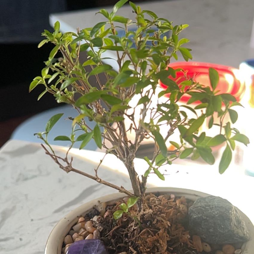 Photo of the plant species Snowrose by @GodlyAndeansage named Osmo on Greg, the plant care app