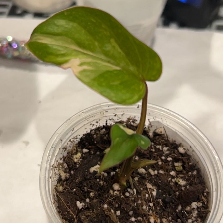 Photo of the plant species Homalomena Pink by @LeadBaybean21 named Pax on Greg, the plant care app