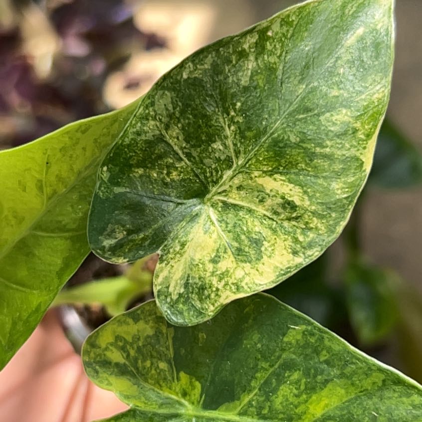 Photo of the plant species Alocasia Odora Variegated Aurea by @LeadBaybean21 named Sanders on Greg, the plant care app