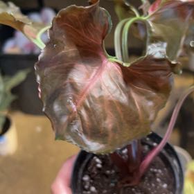 Photo of the plant species Strawberry Ice Arrowhead Plant by @LeadBaybean21 named Ronaldo on Greg, the plant care app