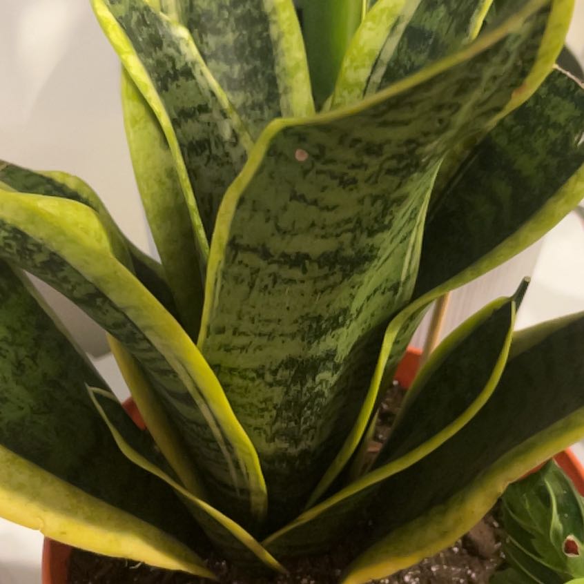 Photo of the plant species Sansevieria Twisted Sister by @LeadBaybean21 named Sigmund on Greg, the plant care app
