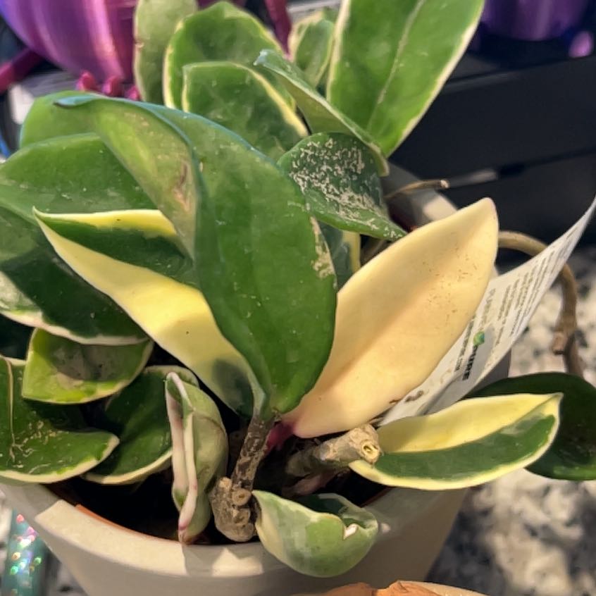 Photo of the plant species Hoya Albo by @LeadBaybean21 named Rainier on Greg, the plant care app